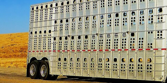 Trasporto animali vivi: nuovi obblighi formativi, tutte le novità per le imprese